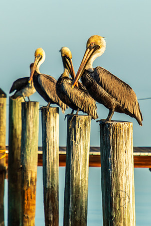 Florida Keys 2026-7152