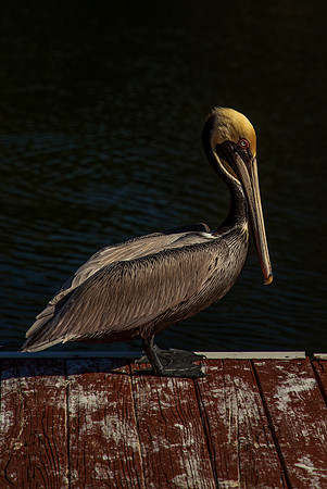 Weeki Wachee Florida Pelican Feb 2026-6483