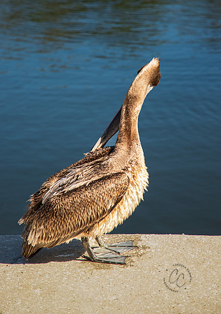 Weeki Wachee Florida Pelican Feb 2026-6475