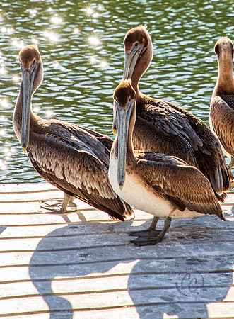 Weeki Wachee Florida Pelican Feb 2026-6546