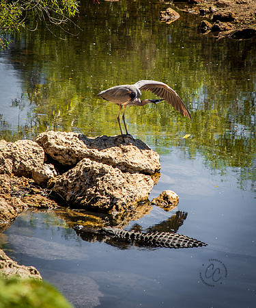Florida Alligator  Feb 2026-6629