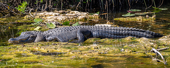 Florida Alligator Feb 2026-6649