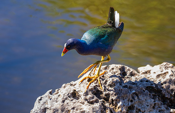 Florida Bird Feb 2026-6659