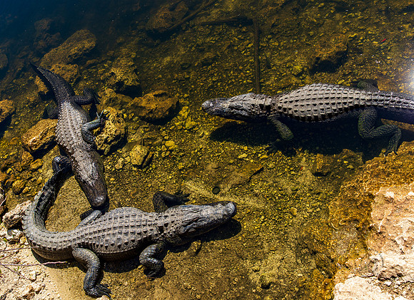 Florida Alligator Feb 2026-6624