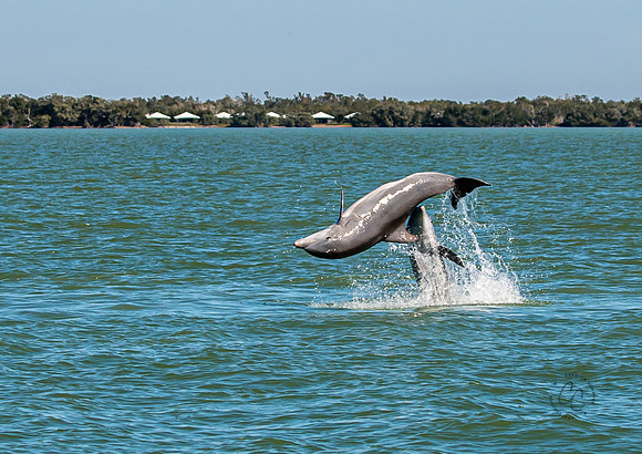 Florida Dolphins  Feb 2026-6700