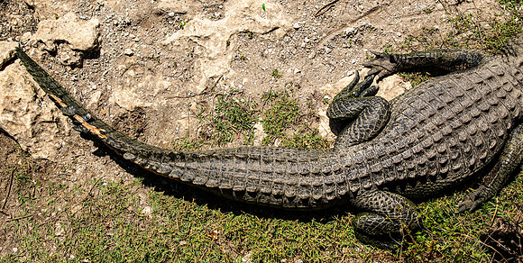 Florida Alligator Feb 2026-6619