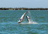 Florida!  Jacksonville, Tampa, beaches, beauty, birds, dolphins, and beautiful sunsets.  Florida, you've won my heart!