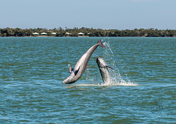 Florida Dolphins  Feb 2026-6701