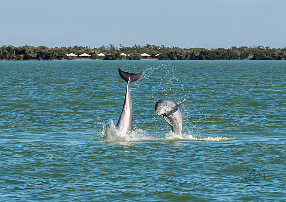 Florida Dolphins Feb 2026-6702