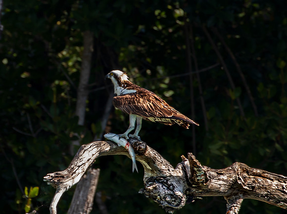 Florida Osprey Feb 2026-6819