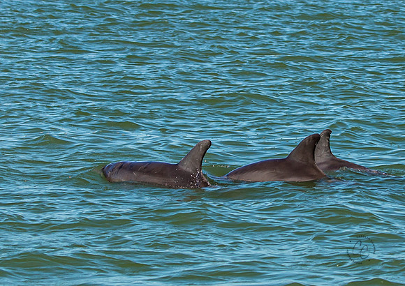 Florida Dolphins Feb 2026-6716
