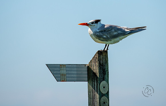 Florida Royal Tern Feb 2026-6731