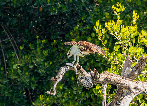 Florida Osprey Feb 2026-6821
