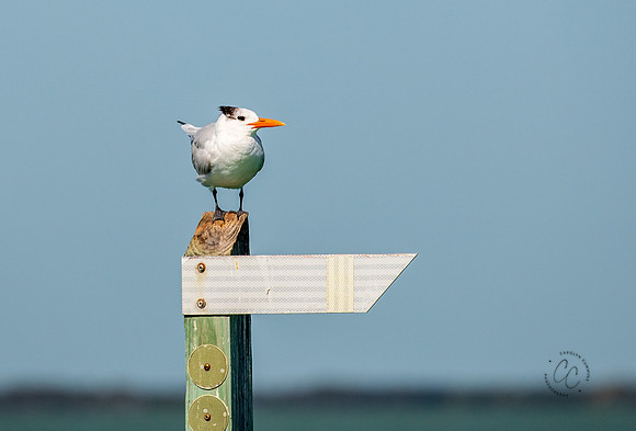 Florida Royal Tern Feb 2026-6843