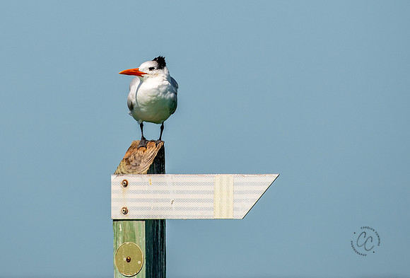 Florida Royal Tern Feb 2026-6847