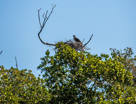 Florida Osprey Feb 2026-6737