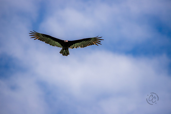 Florida Vulture Feb 2026-6839