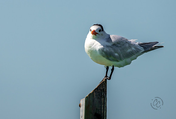 Florida Royal Tern Feb 2026-6849