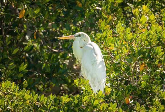 Florida Egret Feb 2026-6903