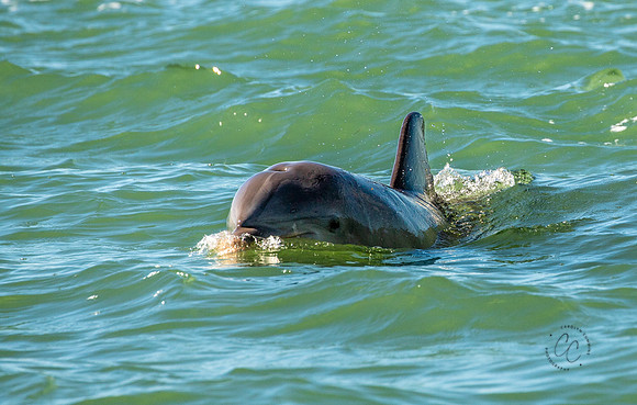 Florida Dolphin Feb 2026-6851