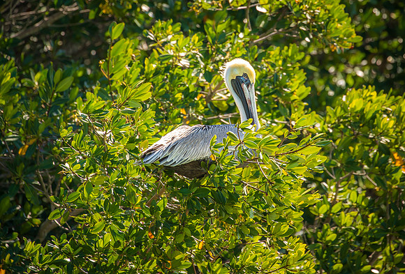 Florida Pelican Feb 2026-6905