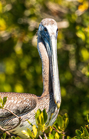Florida Pelican Feb 2026-6927