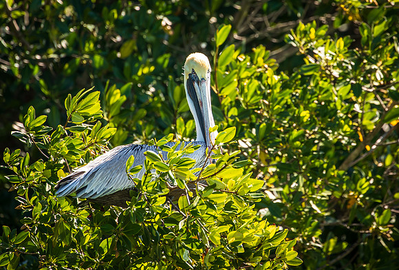 Florida Pelican Feb 2026-6908