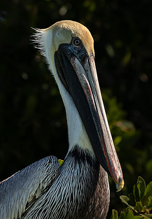 Florida Pelican Feb 2026-6940