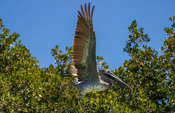 Florida Pelican Feb 2026-6934