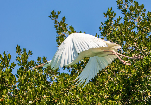 Florida Egret Feb 2026-6952