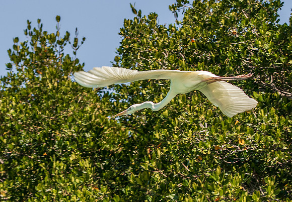 Florida Egret Feb 2026-6953