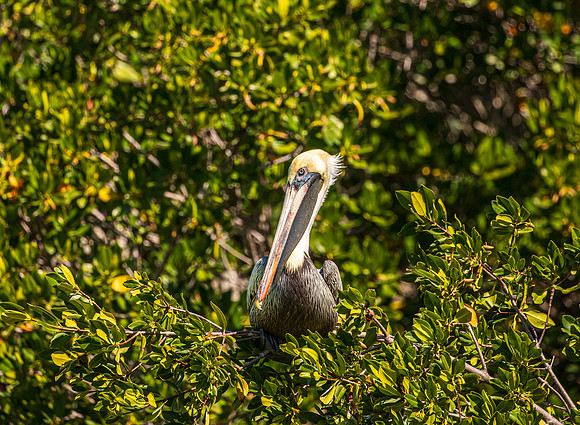 Florida Pelican Feb 2026-6937