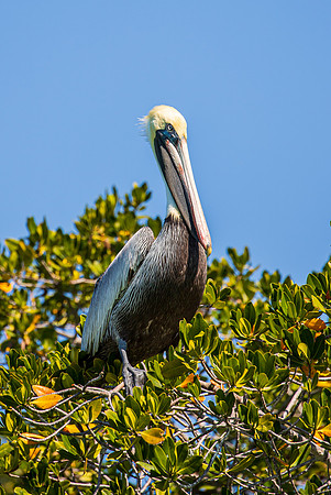 Florida Pelican Feb 2026-6959