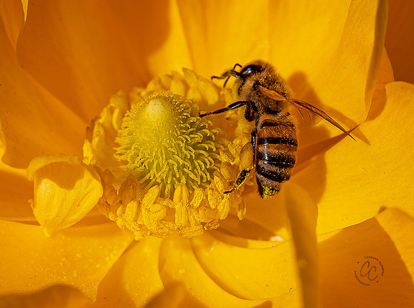 Carlsbad Flower Fields May 2022-0260