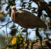 White Ibis South Carolina Feb 2026-7685