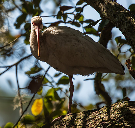 White Ibis South Carolina Feb 2026-7685