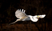 Snowy Egret South Carolina Feb 2026-7796