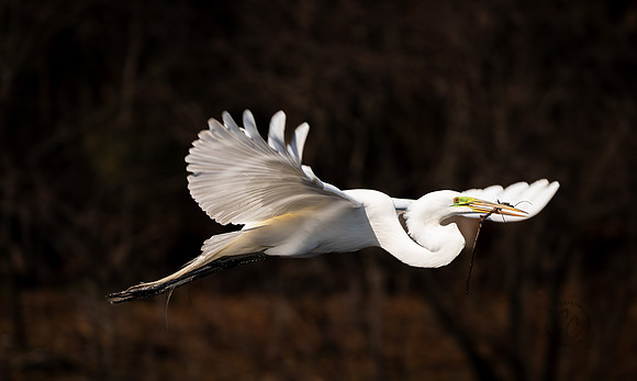 Snowy Egret South Carolina Feb 2026-7796