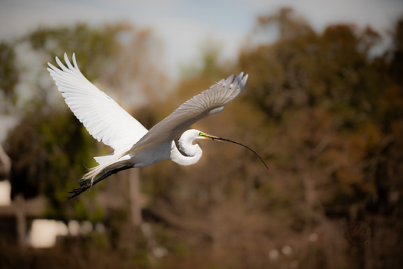 Snowy Egret South Carolina Feb 2026-7801