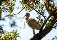 White Ibis South Carolina Feb 2026-7666