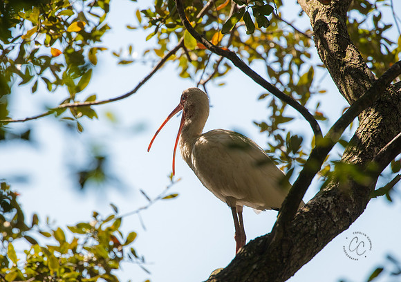 White Ibis South Carolina Feb 2026-7666