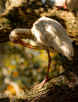 White Ibis South Carolina Feb 2026-7674