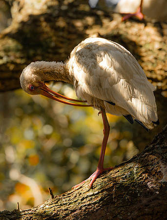 White Ibis South Carolina Feb 2026-7674