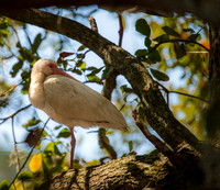 White Ibis South Carolina Feb 2026-7686