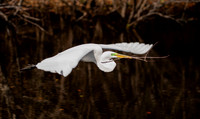 Egret in Flight South Carolina Feb 2026-7812