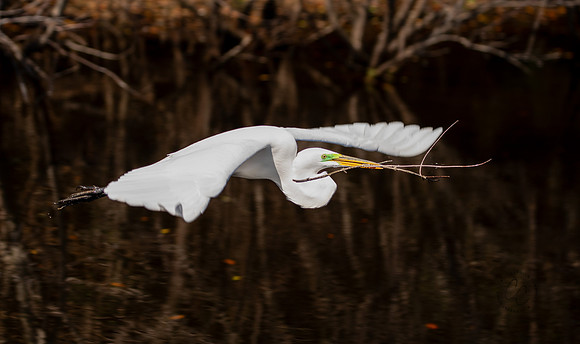 Egret in Flight South Carolina Feb 2026-7812