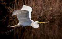 Flying Egret South Carolina Feb 2026-7814