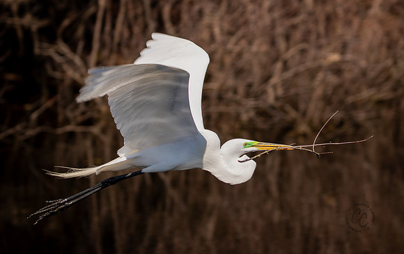 Flying Egret South Carolina Feb 2026-7814