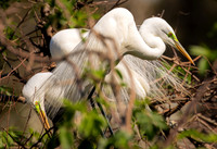 Nesting Egrets South Carolina Feb 2026-7805