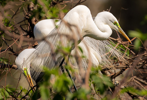 Nesting Egrets South Carolina Feb 2026-7805